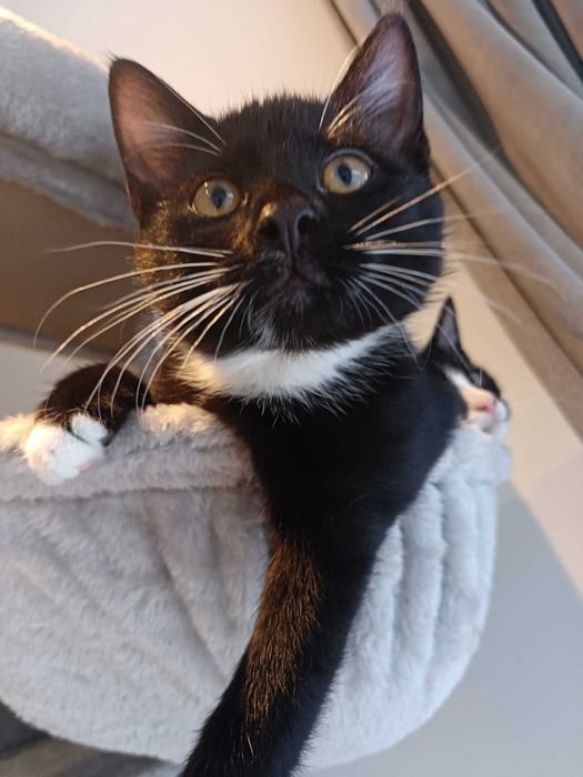 Dwa słodkie kotki szukają domu