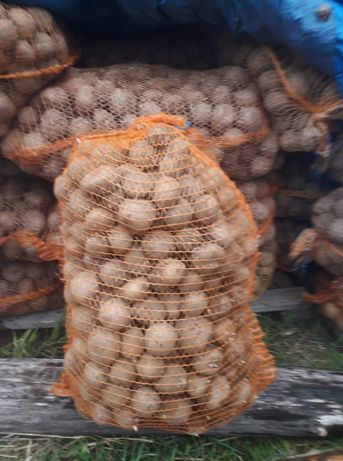 Sprzedam ziemniaki sadzeniak