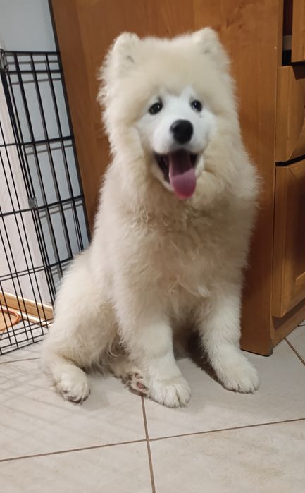 Samojed samoyed FCI Ostatni piesek