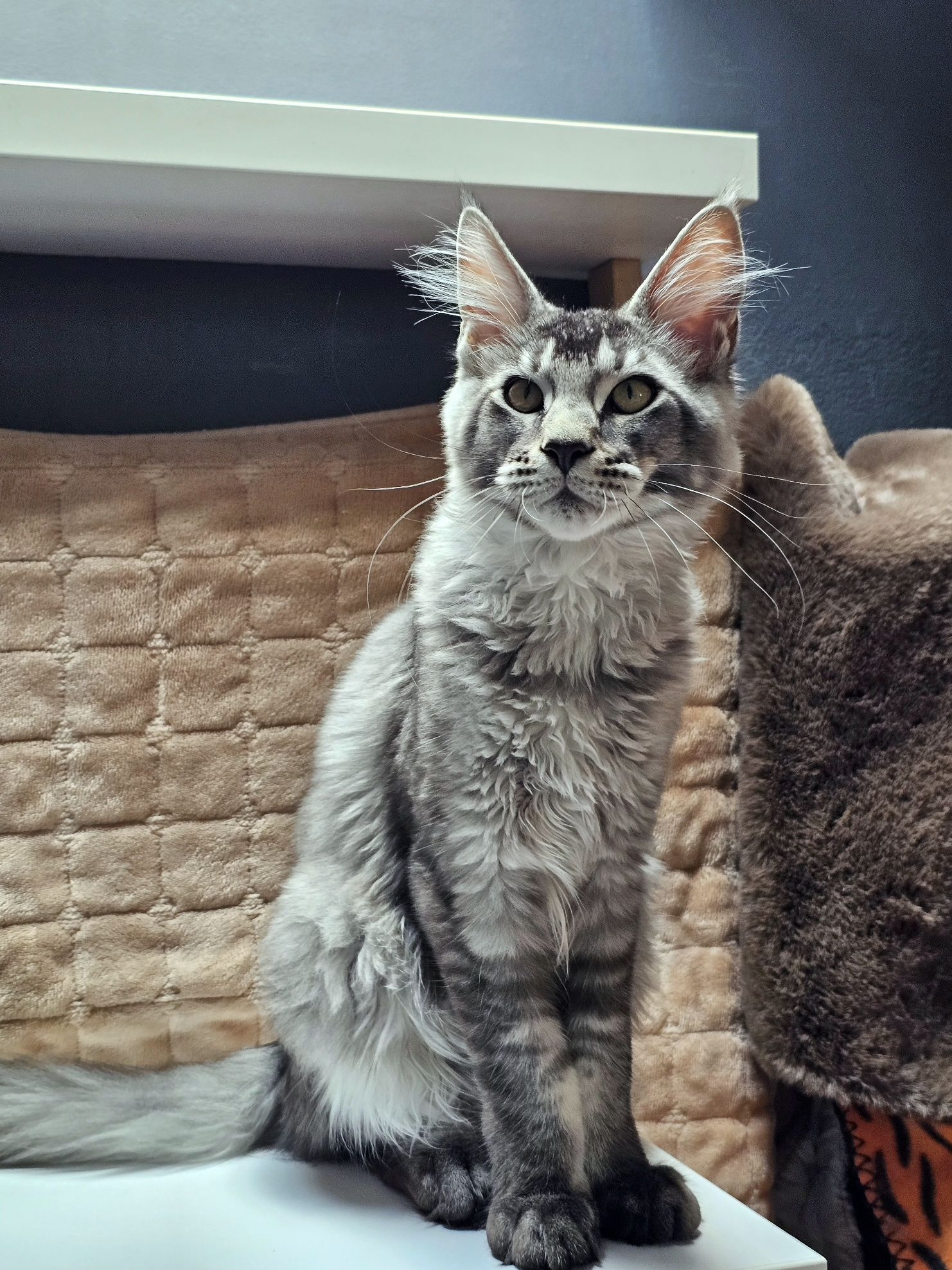 Kocurek rasy Maine Coon - rodowód FPL