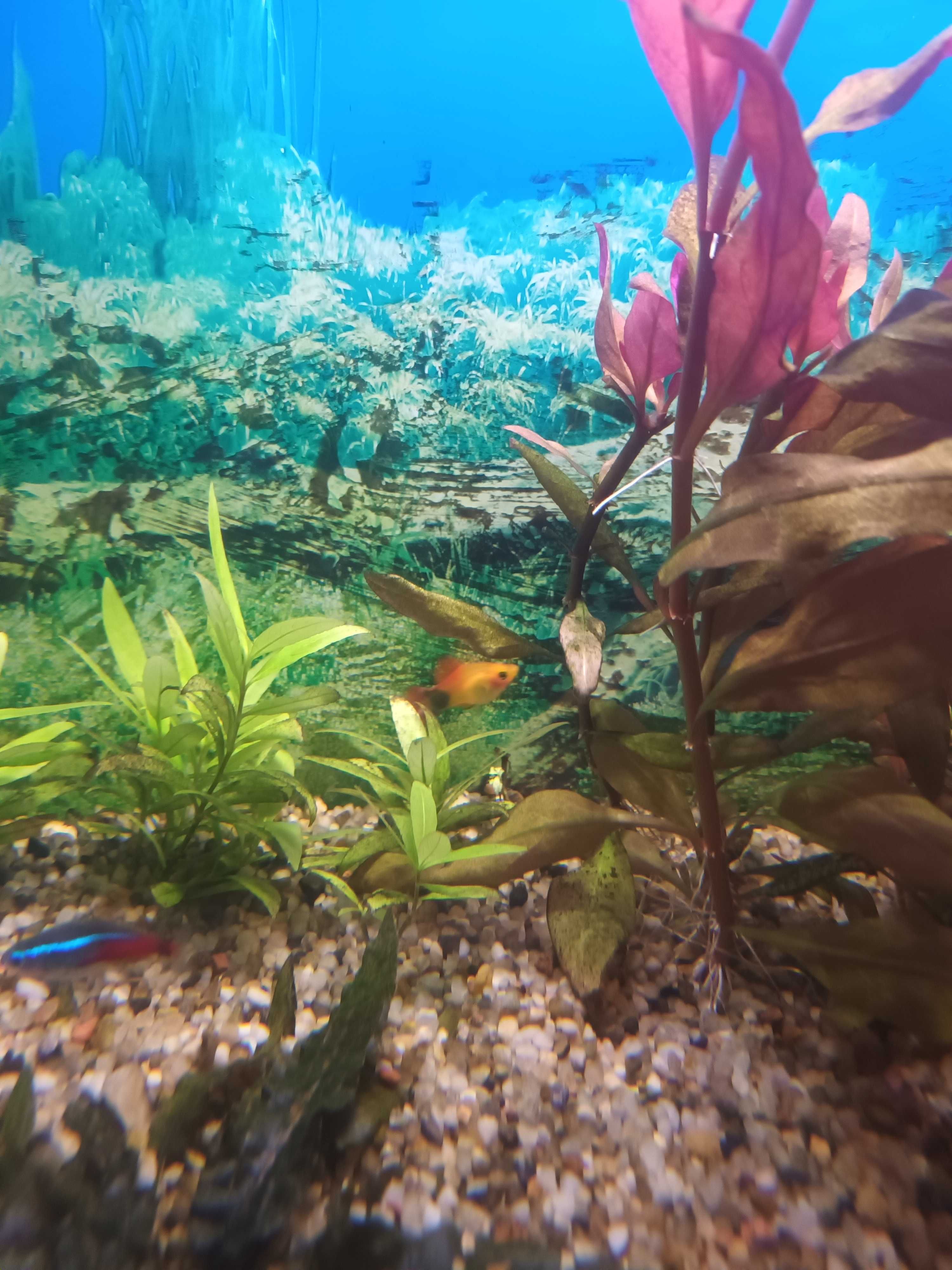 Akwarium 112 L + Akcesoria
