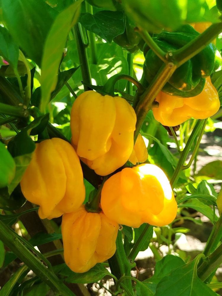 Насіння гострого перцю. Кароліна ріпер, Carolina Reaper
