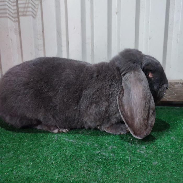 Francuski baran niebieski rodowód samiec