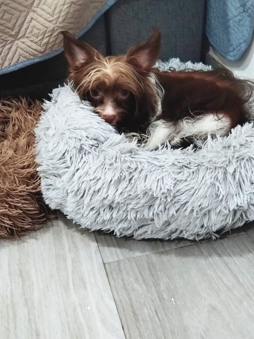 Yorkshire Biewer terrier