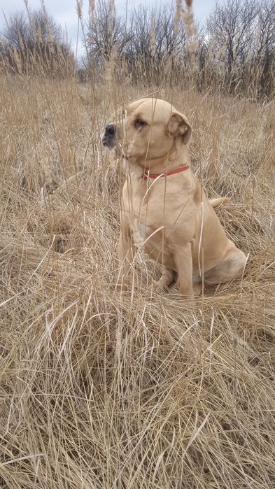 Ка Де Бо Кабель для вязки.