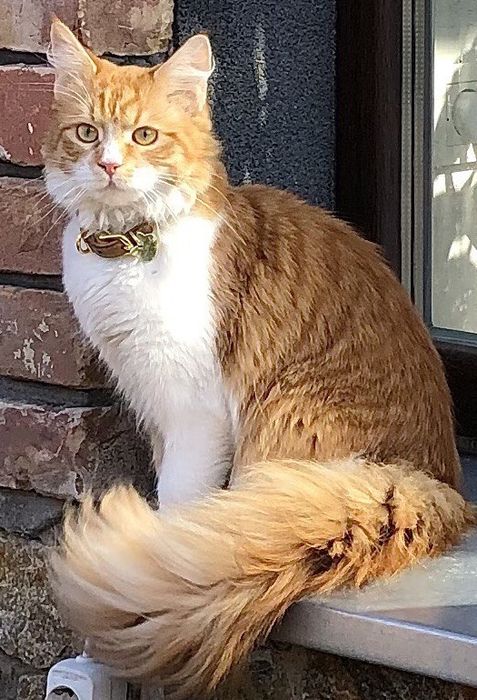 Потерялась/пропала кошка