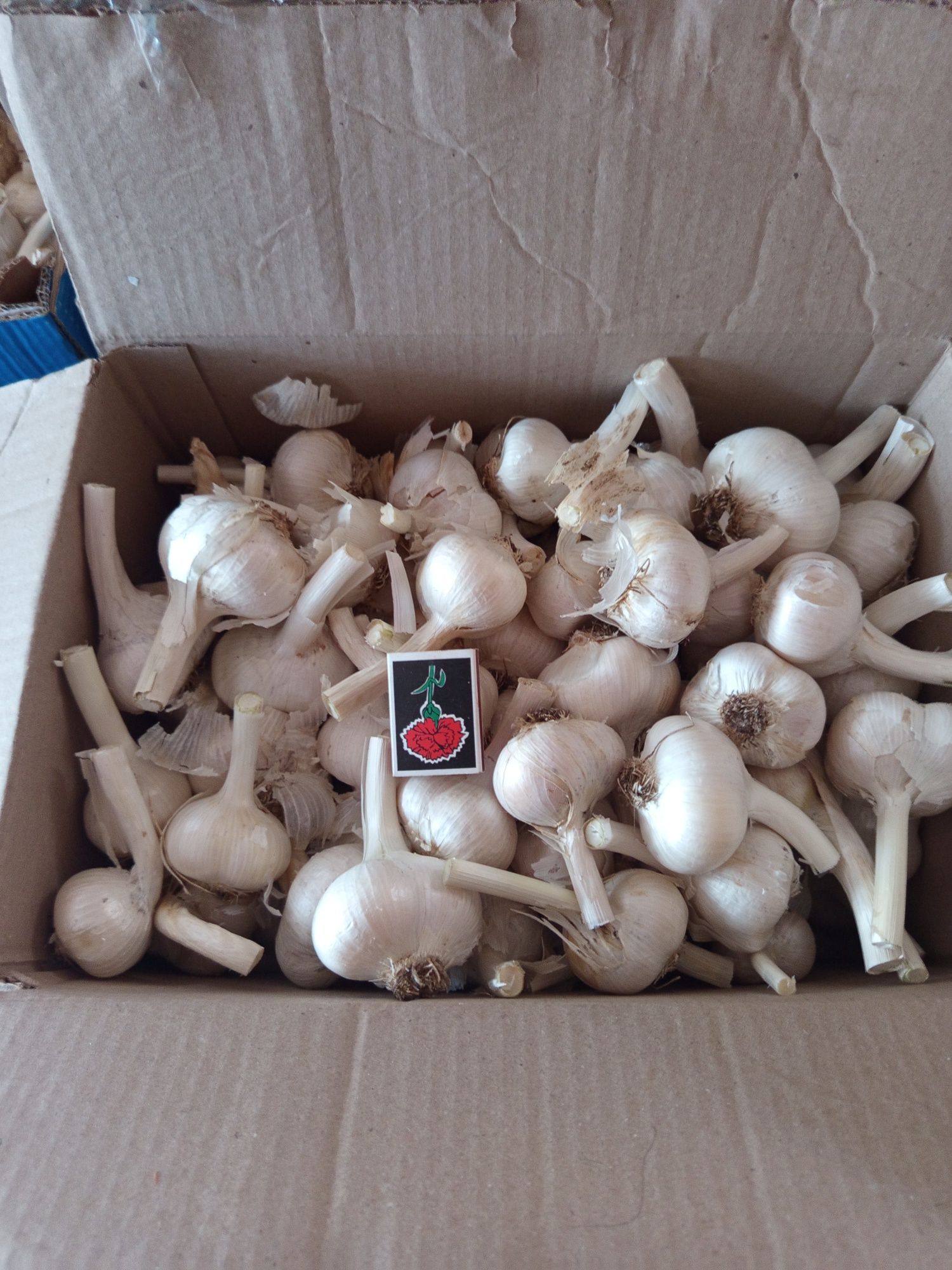 Продам часнок Роккамболь
