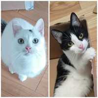 Biały kocurek i czarno-biała koteczka szukają domu
