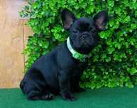 Bulldogue Francês Cor preta