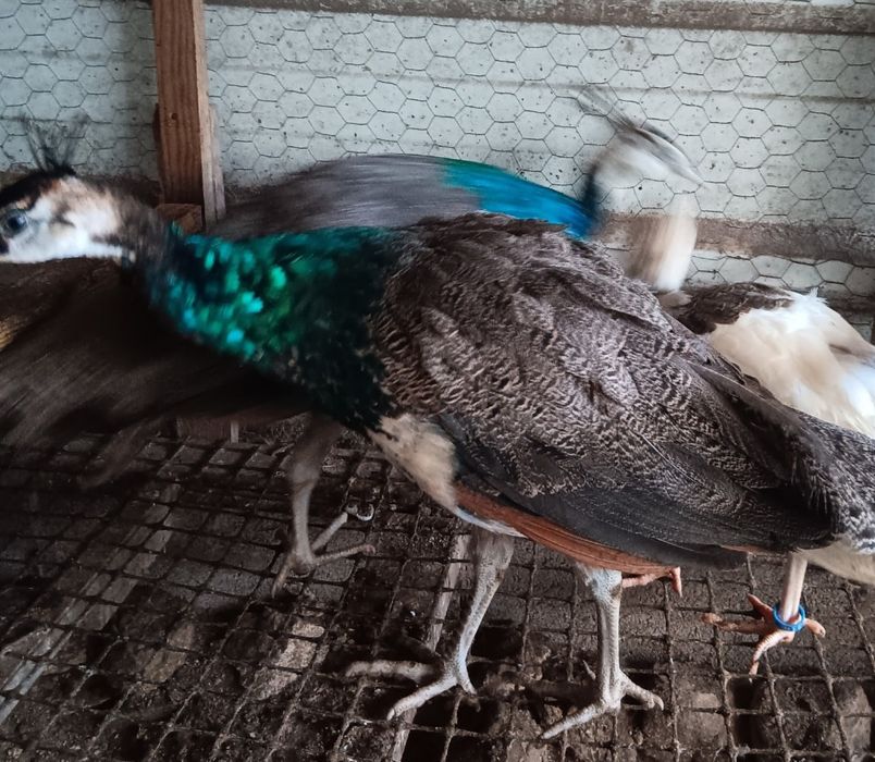 Casal Pavões 2025 azul