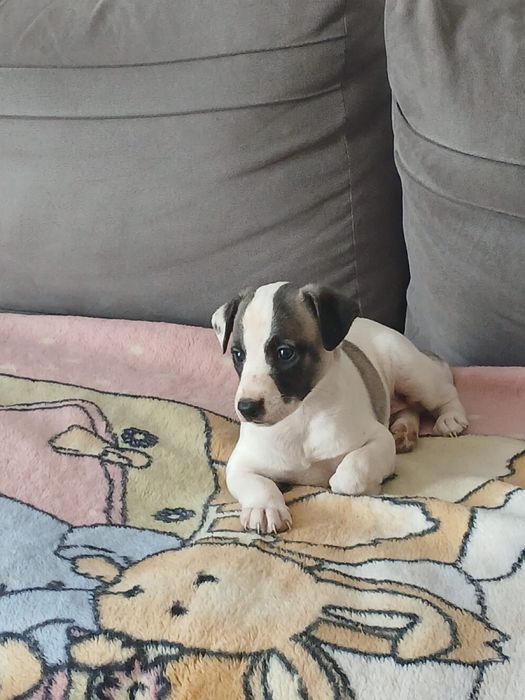 Chart Angielski Whippet śliczny piesek