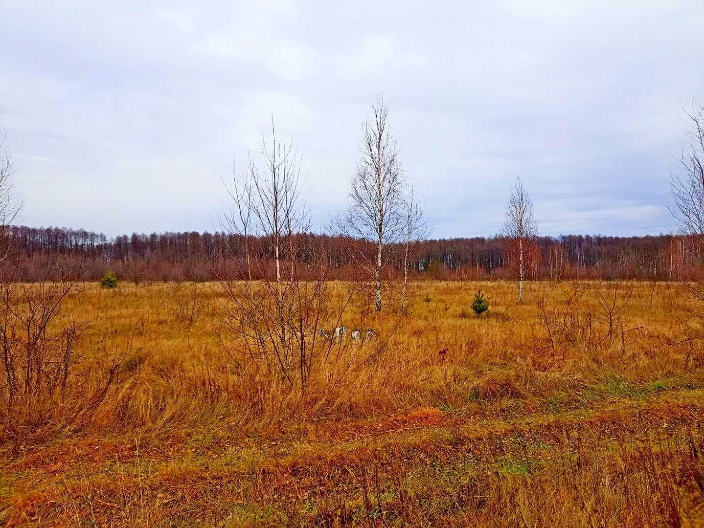 TO Земельні ділянки під селом Рогізки