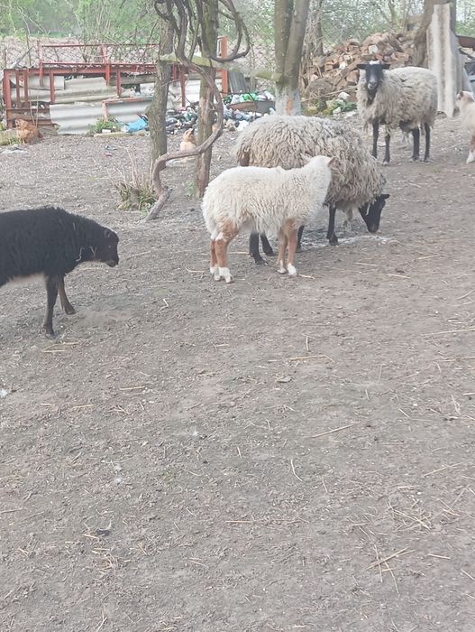 Продам романівські вівці