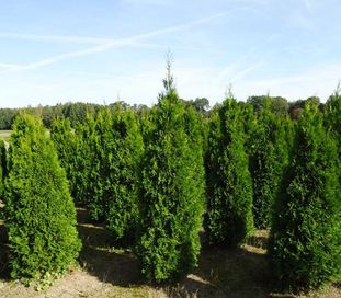 Thuja Smaragd 160,180,200,220 cm! Tuje! Sadzenie! Tuja Szmaragd!Dowóz!