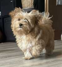 York  golddust, yorkshire terrier