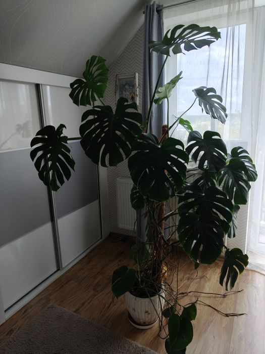 Monstera dziurawa