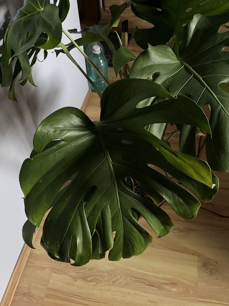 Kwiat Monstera duża