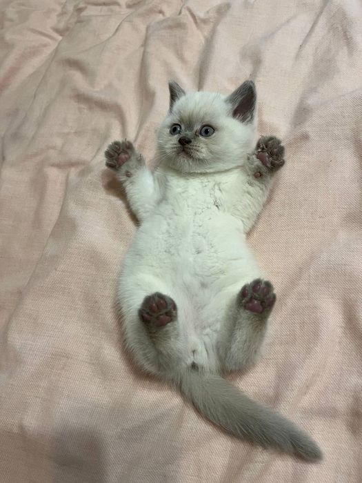 Шотландське прямовухе кошенятко