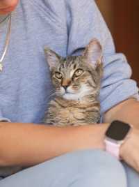 Кардамон, трогательный и нежный котенок. Кот 1 год