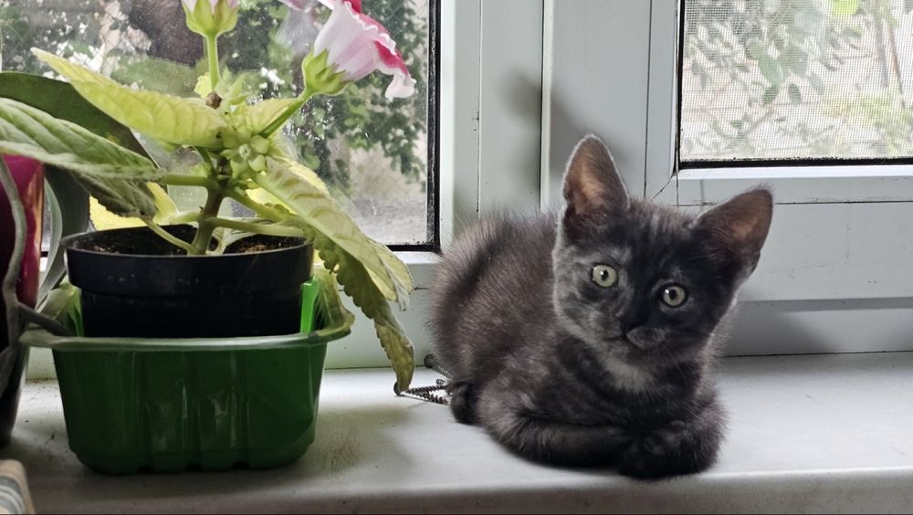 Кошенята мишоловки