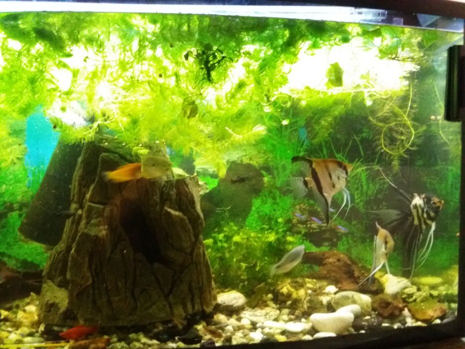 Ładne zielone roślinki zamienię na rybki