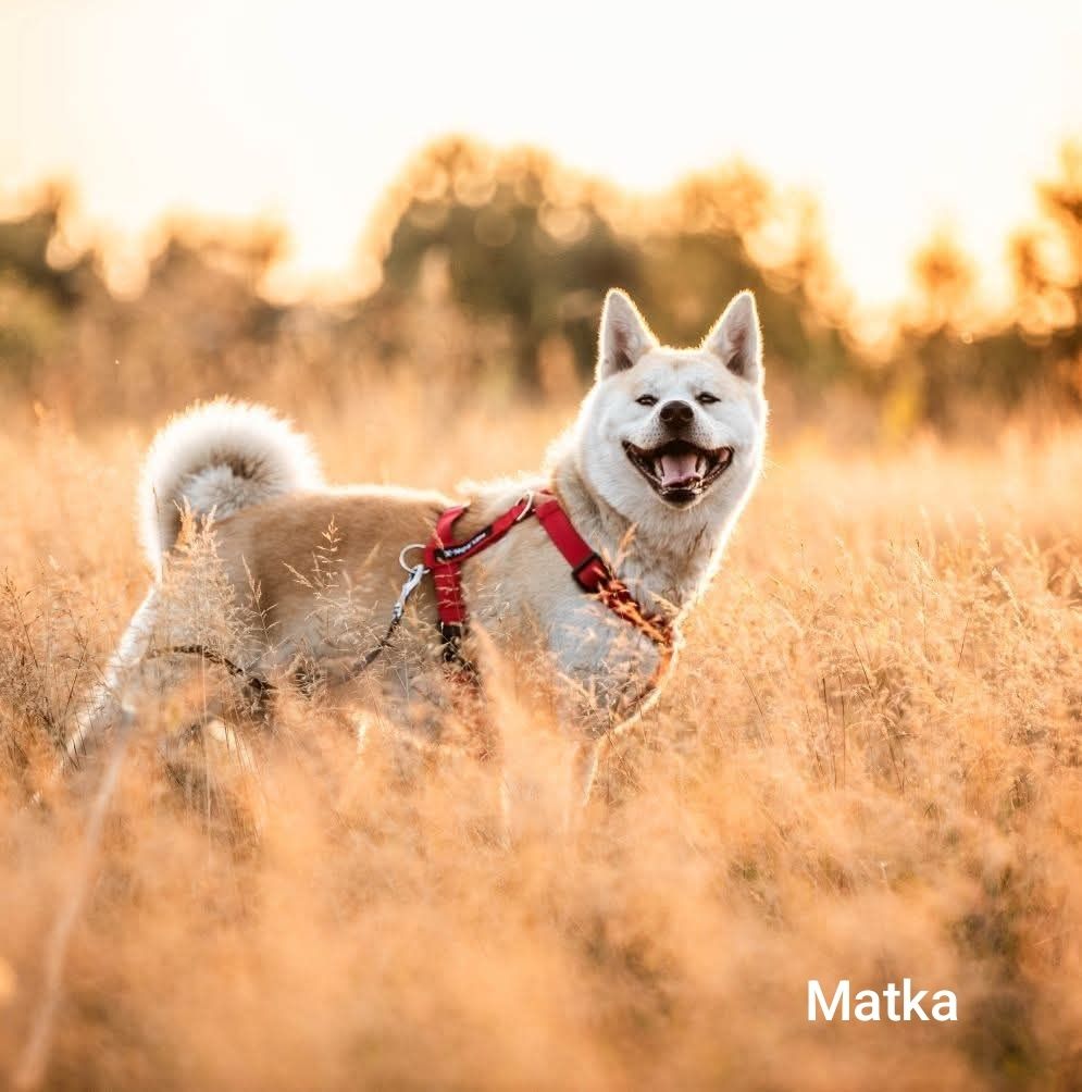 Akita Inu **Japońska** suka