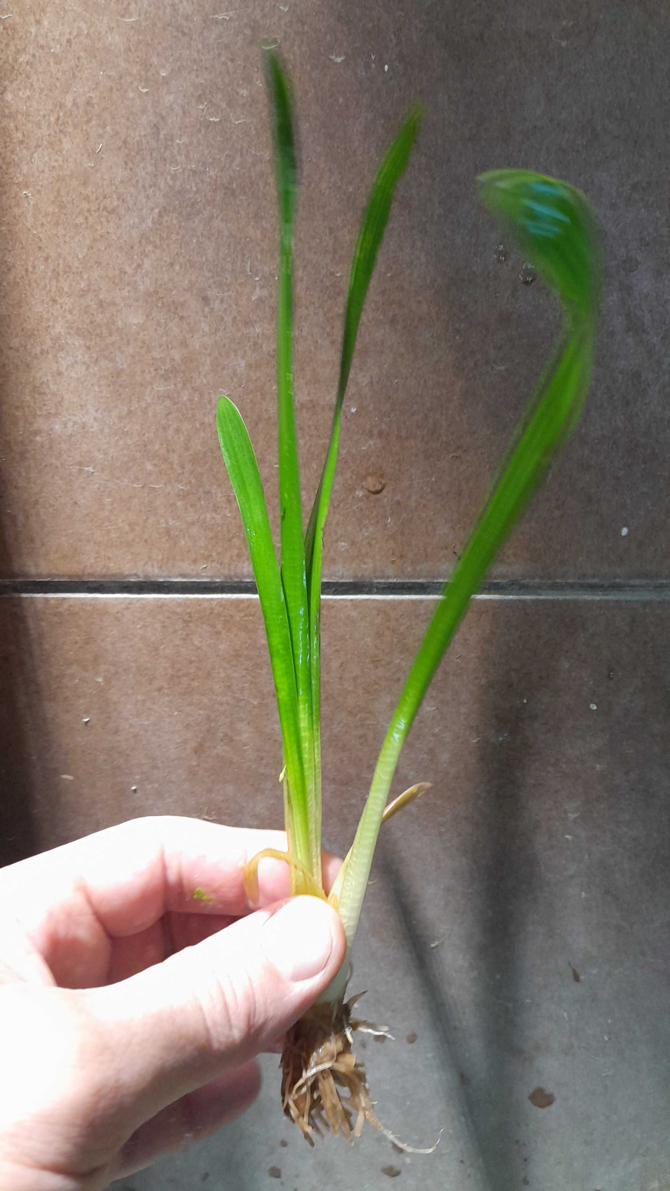 Sagittaria platyphylla - Strzałka szerokolistna