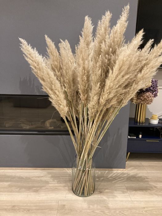 Trawa pampasowa suszona