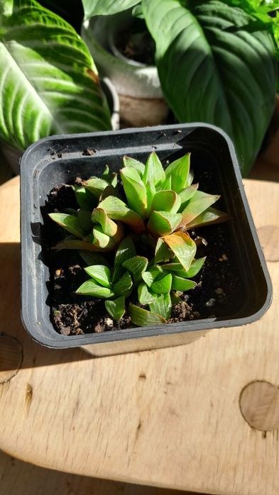 Haworthia retusa