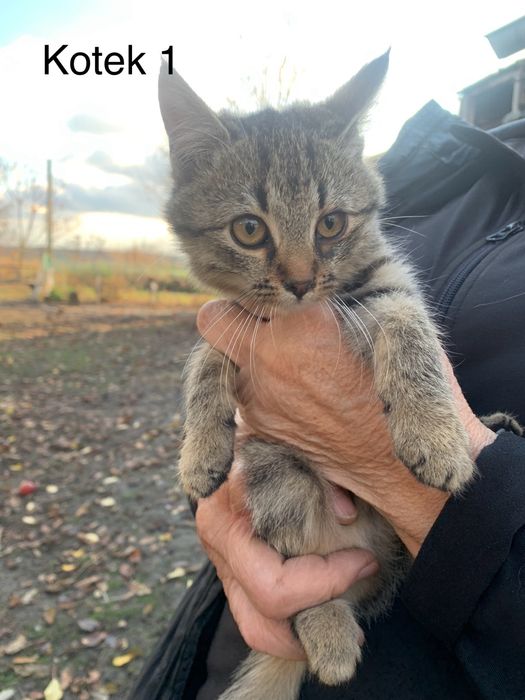 Urocze kociaki szukają kochających domów