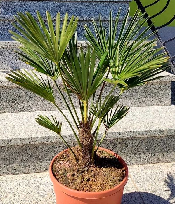 Szorstkowiec wagnera / Trachycarpus wagnerianus, palma mrozoodporna.