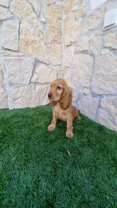 Cocker Spaniel Inglês Dourado Fêmea