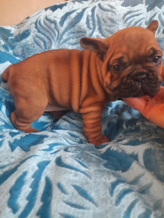 Щенки францкзского бульдога из питомника Одесса