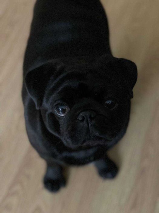 Мопс для вязки с документами