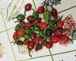 Jindungo, Piri Piri, malagueta, picante, pimentas Cayenne