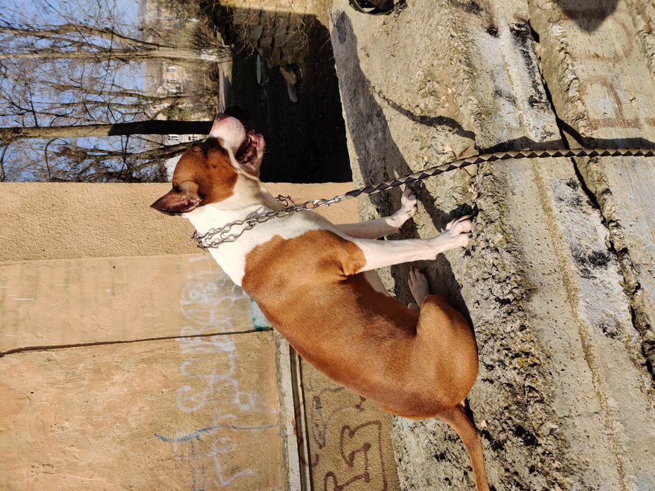 Вязка собак