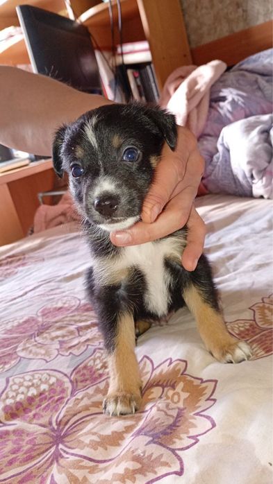 Щенки, собаки, цуцеки в добрі руки, бекоштовно