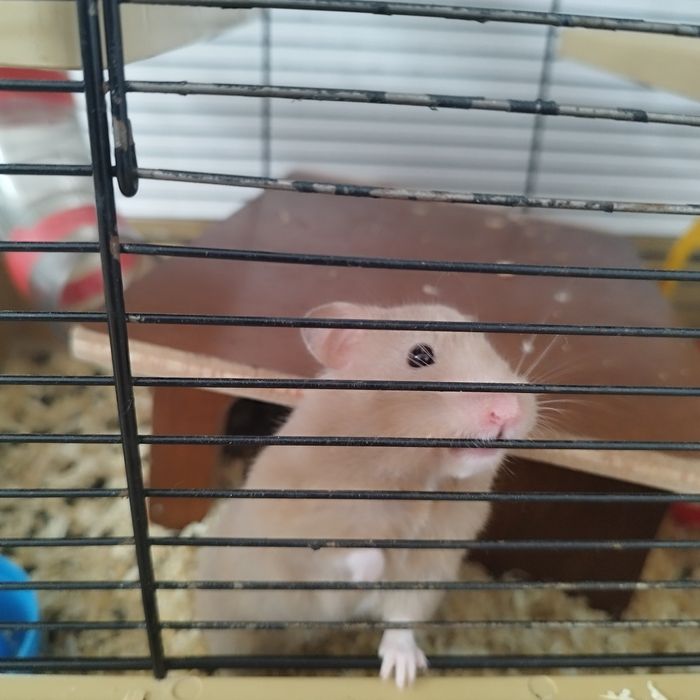 Chomik syryjski klatka,osprzęt,karma