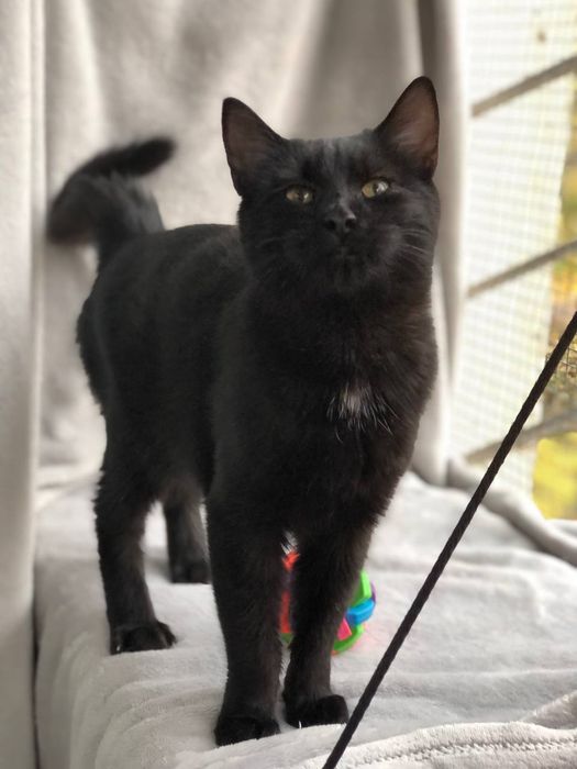 Котик 5 месяцев бесплатно