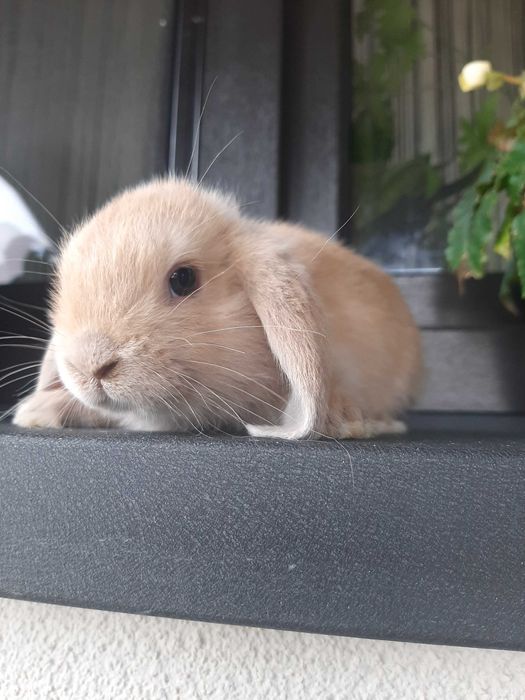 Króliki baranek miniaturka karzełek mini lop