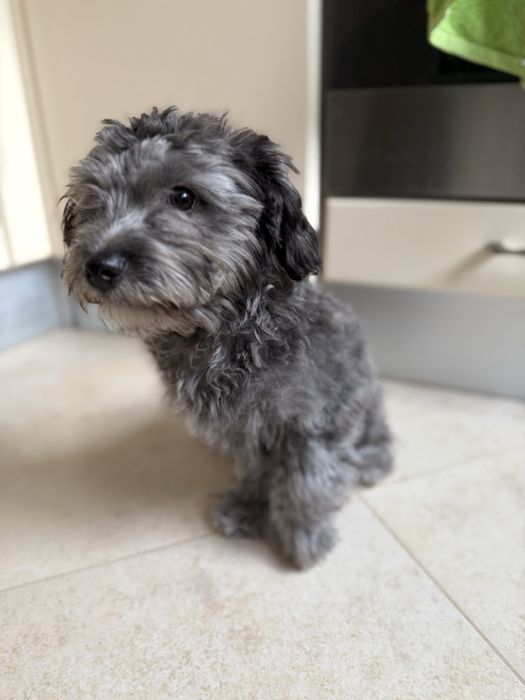 Собака метис мальтезе и йорка