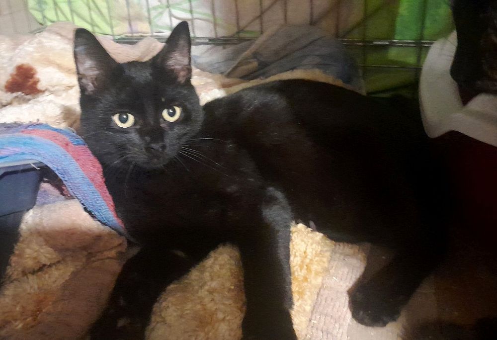 Отдам чёрного котёнка-мальчика