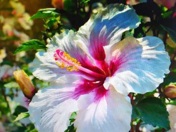 Sadzonki hibiskusa wysokość oko 40 cm