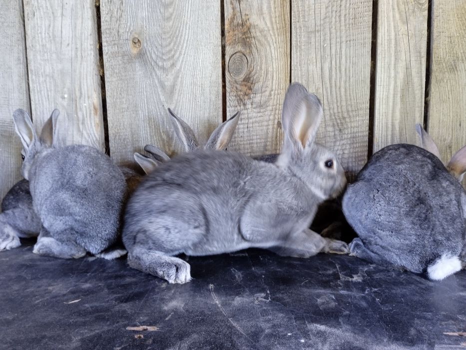 Króliki, rex szynszylowy, samce.