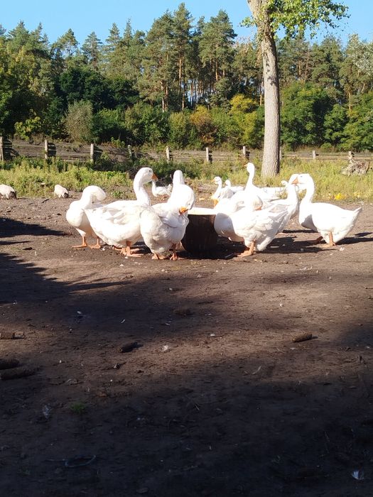 Продам гуси (Холмогори )