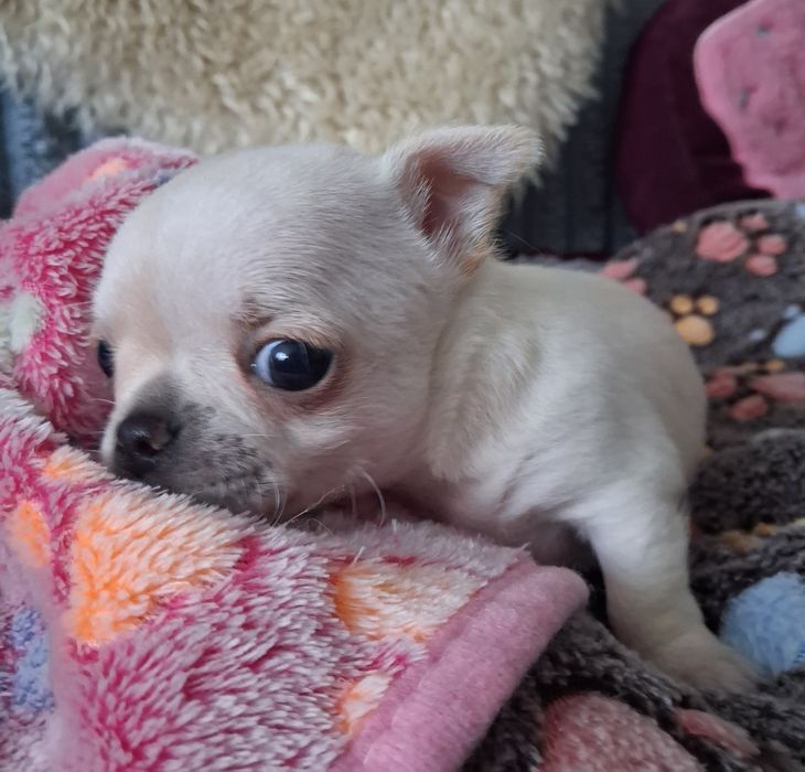 Chihuahua krótkowłosy  ZKwP FCI
