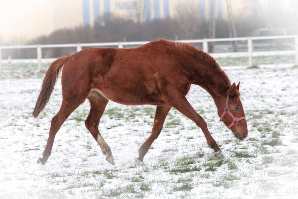 Klacz wielkopolska- dotacyjna