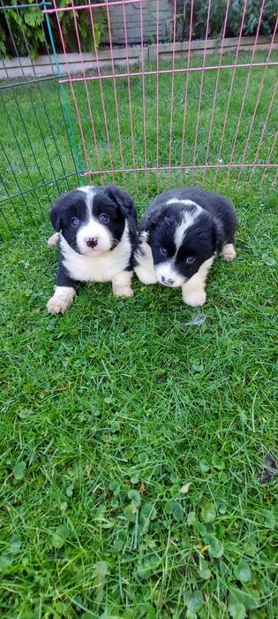 Border collie szczeniak!