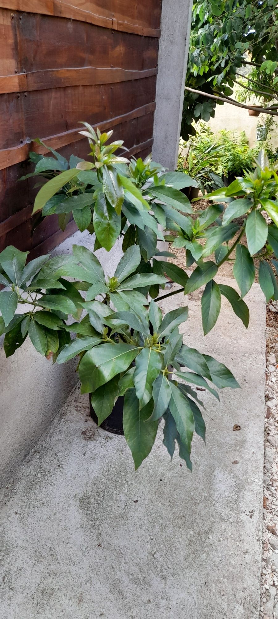 Abacateiro para venda com 4 anos  está em boa terra .