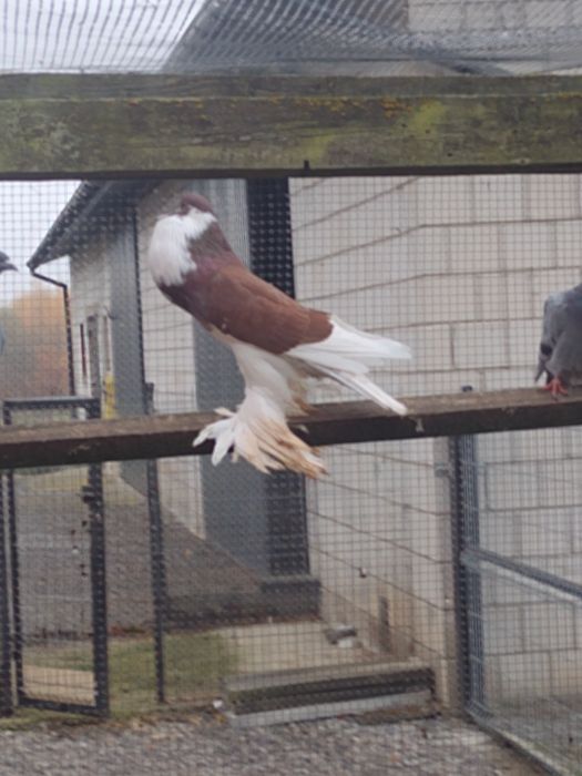 Garłacze Garłacz Pomorski samica 25r